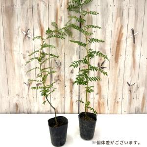 予約販売 ぶどう山椒 12cmポット ブドウサ...の詳細画像1