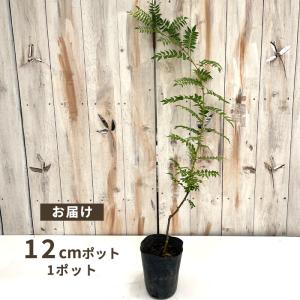 予約販売 ぶどう山椒 12cmポット ブドウサ...の詳細画像2