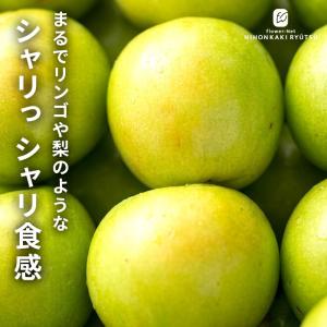 予約販売 熱帯果樹苗 インドナツメ 12cmポッ...の商品画像