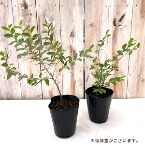 予約販売 熱帯果樹苗 インドナツメ 12cmポ...の詳細画像1