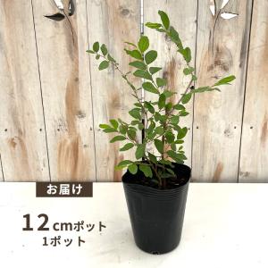 予約販売 熱帯果樹苗 インドナツメ 12cmポ...の詳細画像2