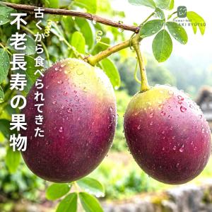 予約販売 ムベ 苗 12cmポット 送料無料 里山果樹 郁子 果実 苗木 果樹苗 hru 11月上旬以降発送