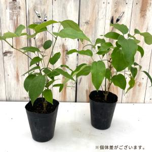 予約販売 ムベ 苗 12cmポット 送料無料 ...の詳細画像1