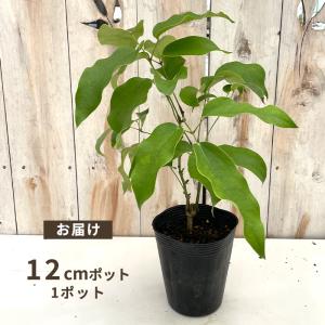 予約販売 ムベ 苗 12cmポット 送料無料 ...の詳細画像2