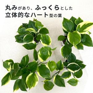 観葉植物 ポトス AWドリーム 3.5号鉢 送...の詳細画像2