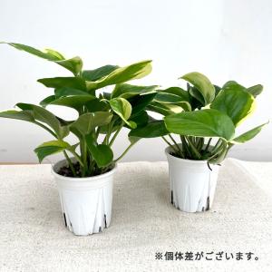 観葉植物 ポトス AWドリーム 3.5号鉢 送...の詳細画像4