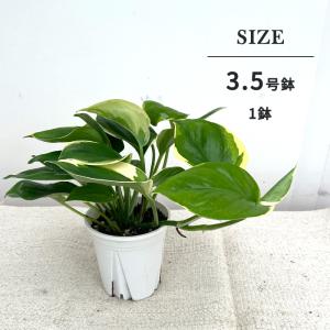 観葉植物 ポトス AWドリーム 3.5号鉢 送...の詳細画像5