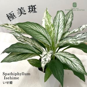 観葉植物 斑入り スパティフィラム いせ姫 4号鉢 観葉植物 小型 小さい 室内 贈り物 プレゼント インテリア おしゃれ 品種登録出願中