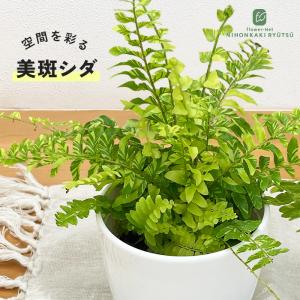 観葉植物 cot 斑入り シダ タイガー 3.5号鉢 ネフロレピス 観葉植物 小型 小さい 室内 贈り物 プレゼント インテリア おしゃれ