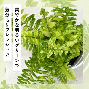 観葉植物 cot 斑入り シダ タイガー 3....の詳細画像1