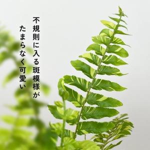 観葉植物 cot 斑入り シダ タイガー 3....の詳細画像2