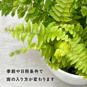 観葉植物 cot 斑入り シダ タイガー 3....の詳細画像3