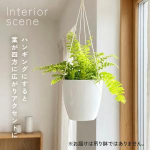 観葉植物 cot 斑入り シダ タイガー 3....の詳細画像4