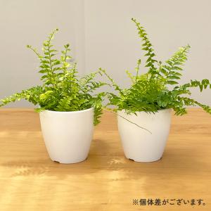観葉植物 cot 斑入り シダ タイガー 3....の詳細画像5