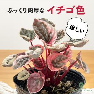 観葉植物 希少 斑入り ペペロミア ストロベリークオーツ 9cmポット 送料無料 観葉植物 レア 珍しい 小型 小さい 室内 贈り物 プレゼント 品種登録出願中