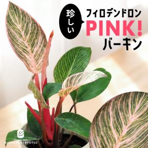 観葉植物 フィロデンドロン ピンクバーキン 4号鉢 送料無料 観葉植物 小型 小さい 室内 贈り物 プレゼント インテリア おしゃれ 登録品種