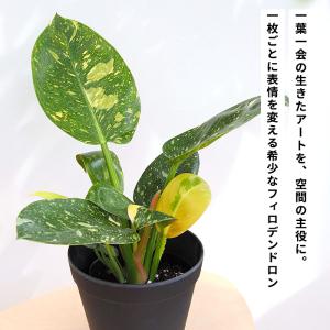 観葉植物 斑入り フィロデンドロン グリーンコ...の詳細画像1