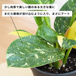 観葉植物 斑入り フィロデンドロン グリーンコ...の詳細画像2