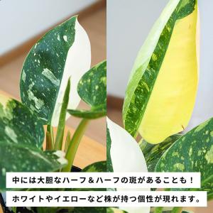 観葉植物 斑入り フィロデンドロン グリーンコ...の詳細画像3