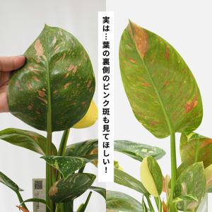 観葉植物 斑入り フィロデンドロン グリーンコ...の詳細画像4
