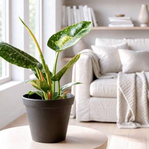 観葉植物 斑入り フィロデンドロン グリーンコ...の詳細画像5