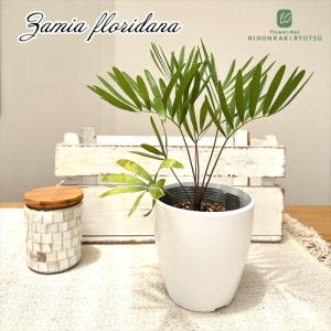 観葉植物 ザミア フロリダーナ 9cmポット 観葉植物 小型 小さい 室内 贈り物 プレゼント インテリア おしゃれ