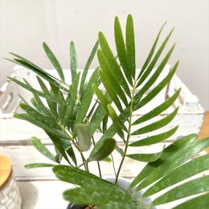 観葉植物 ザミア フロリダーナ 9cmポット ...の詳細画像1