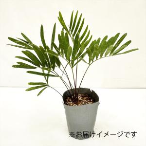 観葉植物 ザミア フロリダーナ 9cmポット ...の詳細画像2