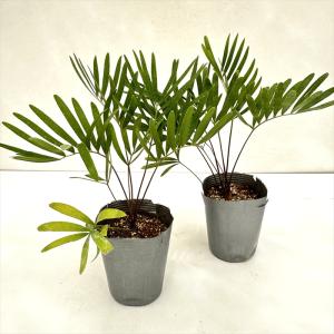 観葉植物 ザミア フロリダーナ 9cmポット ...の詳細画像3