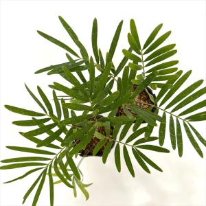 観葉植物 ザミア フロリダーナ 9cmポット ...の詳細画像4