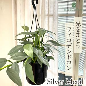 観葉植物 フィロデンドロン シルバーメタル 5号 吊り鉢 吊り下げ ハンギング 観葉植物 室内 贈り物 プレゼント インテリア おしゃれ