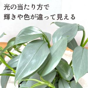 観葉植物 フィロデンドロン シルバーメタル 5...の詳細画像1