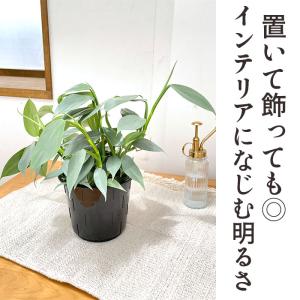 観葉植物 フィロデンドロン シルバーメタル 5...の詳細画像2