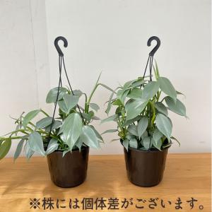 観葉植物 フィロデンドロン シルバーメタル 5...の詳細画像3