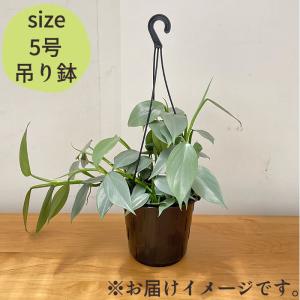 観葉植物 フィロデンドロン シルバーメタル 5...の詳細画像4