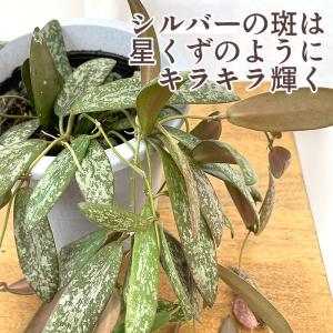 観葉植物 ホヤ シギラティス 4号 吊り鉢 吊...の詳細画像1