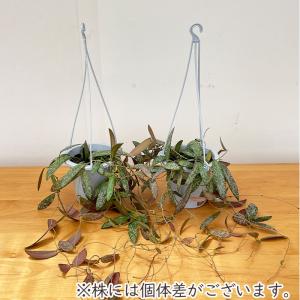 観葉植物 ホヤ シギラティス 4号 吊り鉢 吊...の詳細画像2