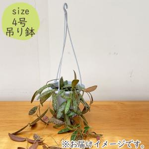 観葉植物 ホヤ シギラティス 4号 吊り鉢 吊...の詳細画像3