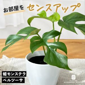 観葉植物 cot 姫モンステラ ヒメモンステラ ペルツーサ 3.5号鉢 観葉植物 小型 小さい 室内 贈り物 プレゼント インテリア おしゃれ