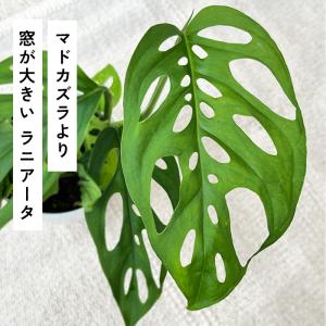 観葉植物 cot モンステラ ラニアータ 3....の詳細画像1