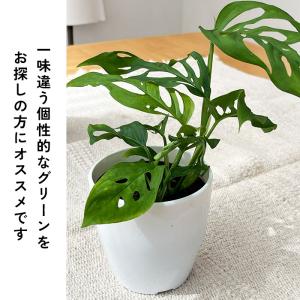 観葉植物 cot モンステラ ラニアータ 3....の詳細画像2