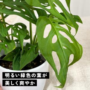 観葉植物 cot モンステラ ラニアータ 3....の詳細画像3