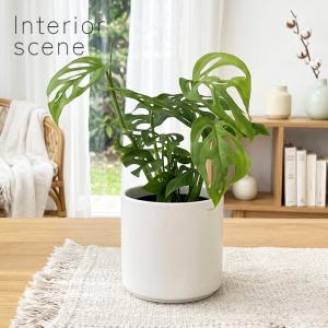 観葉植物 cot モンステラ ラニアータ 3....の詳細画像4