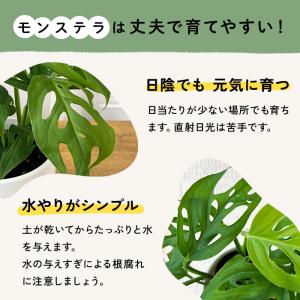 観葉植物 cot モンステラ ラニアータ 3....の詳細画像5
