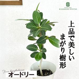 観葉植物 フィカス ベンガレンシス オードリー 6号鉢 ゴムの木 送料無料 観葉植物 室内 贈り物 プレゼント インテリア おしゃれ