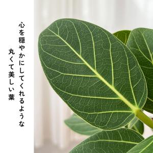 観葉植物 フィカス ベンガレンシス オードリー...の詳細画像2
