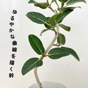 観葉植物 フィカス ベンガレンシス オードリー...の詳細画像3