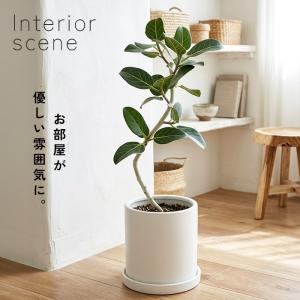 観葉植物 フィカス ベンガレンシス オードリー...の詳細画像4