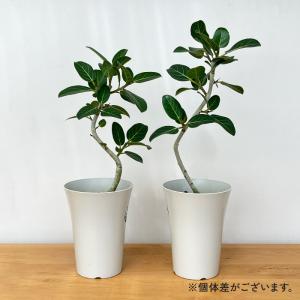 観葉植物 フィカス ベンガレンシス オードリー...の詳細画像5