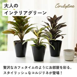観葉植物 選べる コルジリネ 4品種 3.5号...の詳細画像1